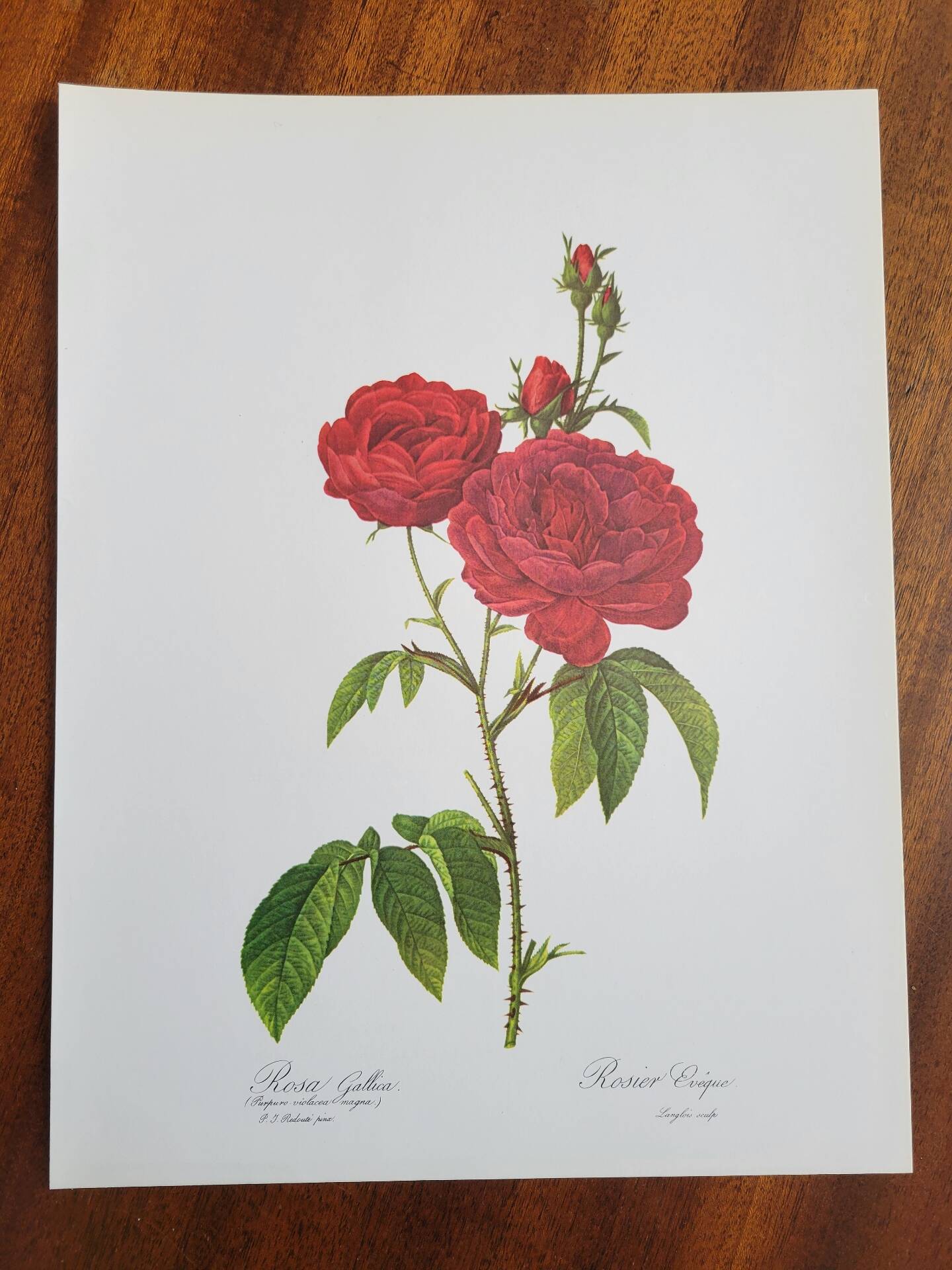 Botanical plate Rose Bishop P. J. Redouté 1960