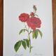 Botanical plate Rose Bishop P. J. Redouté 1960