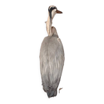 Stuffed gray heron