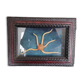 Natural history cabinet of curiosities frame brittle star ophiarachna incrassata
