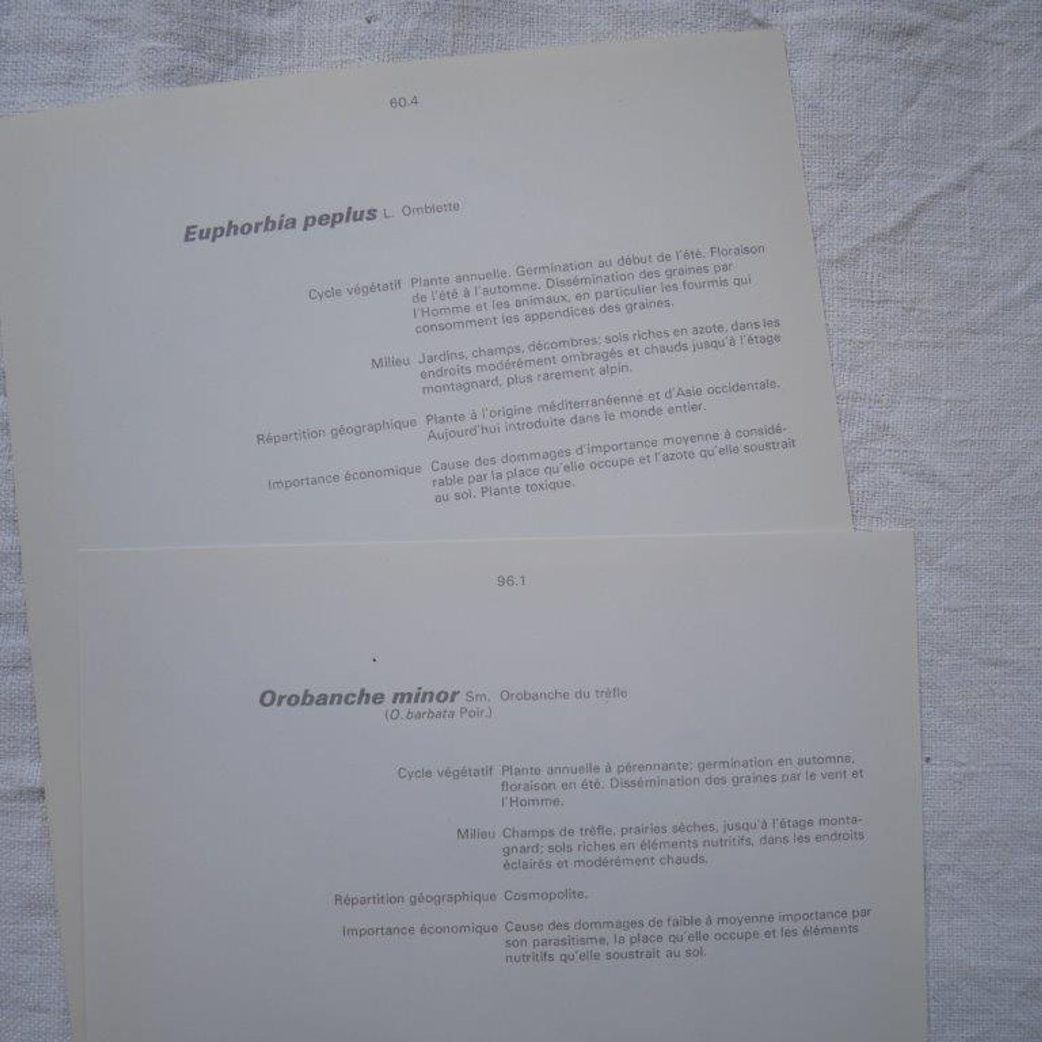 Set of 2 botanical plates Omblette and Orobranche du trèfle