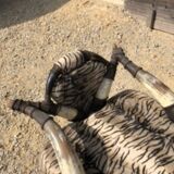 Ensemble de 2 fauteuils ethniques en cornes de buffles