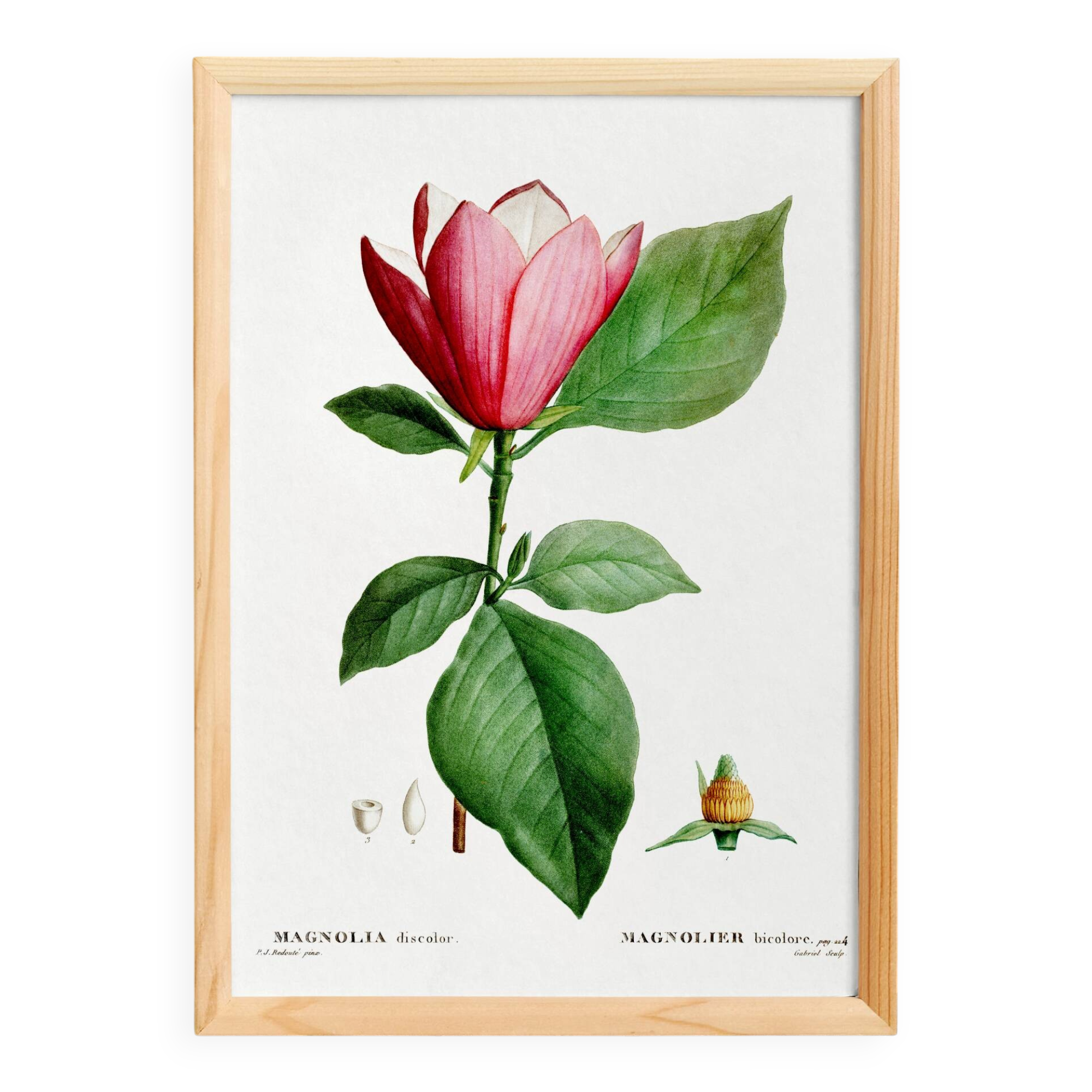 Botanical poster of the Magnolia, based on an old engraving from 1802
