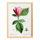 Botanical poster of the Magnolia, based on an old engraving from 1802
