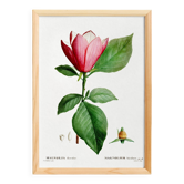 Botanical poster of the Magnolia, based on an old engraving from 1802
