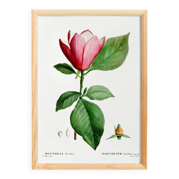 Affiche botanique sur le Magnolia, d’après une gravure ancienne de 1802