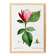 Botanical poster of the Magnolia, based on an old engraving from 1802