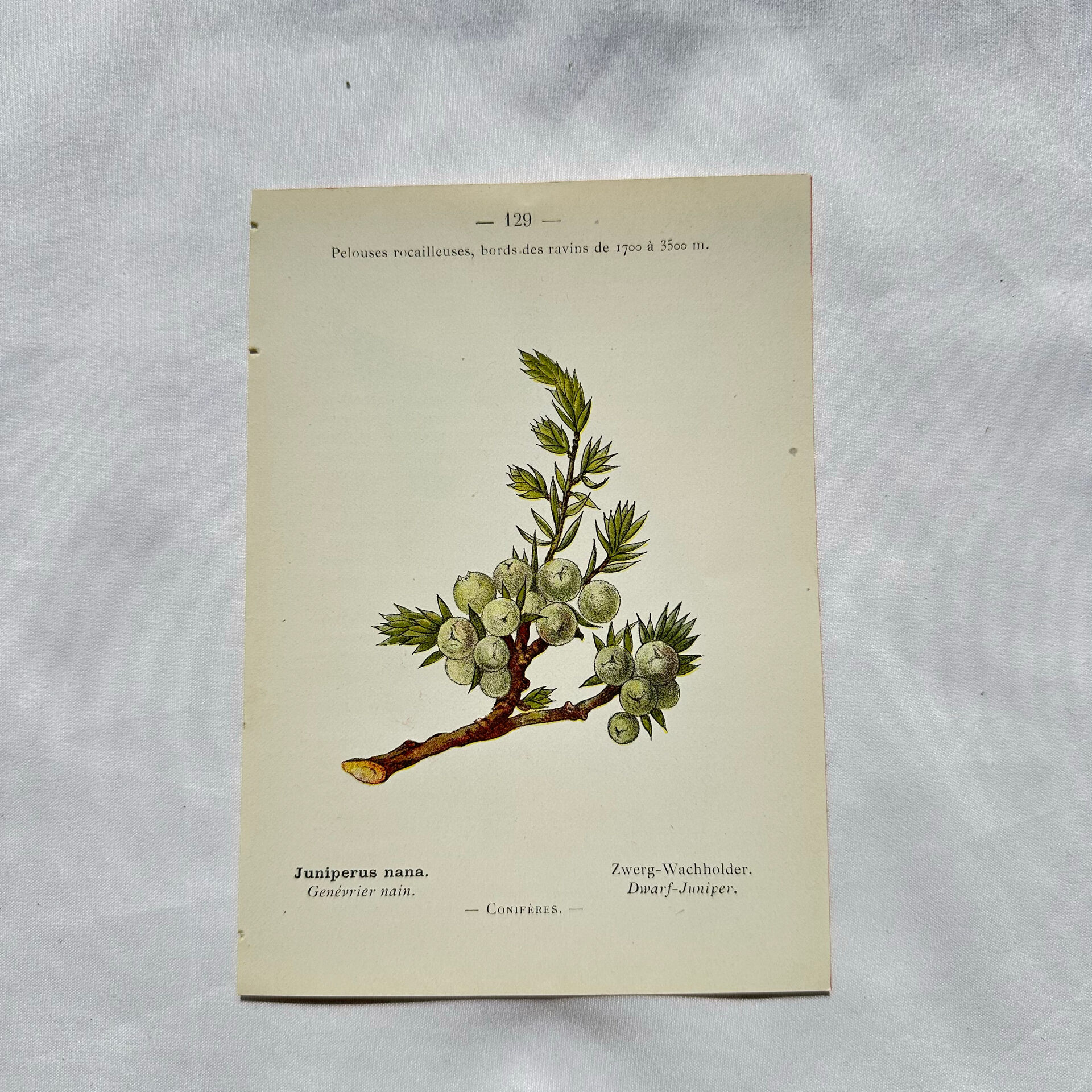 Old Botanical Engraving, "White Hellebore & Dwarf Juniper", Herbie