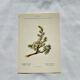 Old Botanical Engraving, "White Hellebore & Dwarf Juniper", Herbie