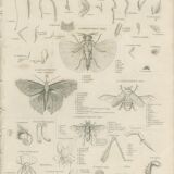 Antique engraving on Entomology: xix