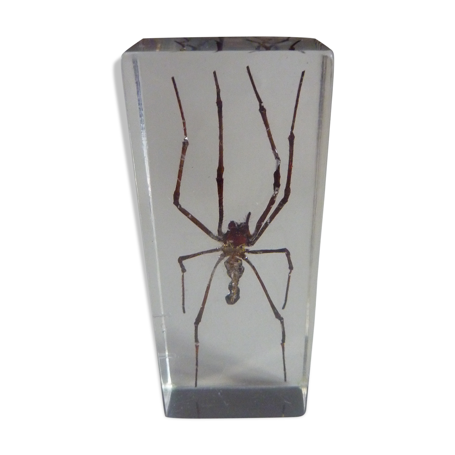 Inclusion insect, curiosity cabinet