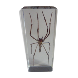 Inclusion insect, curiosity cabinet