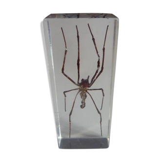 Inclusion insect, curiosity cabinet