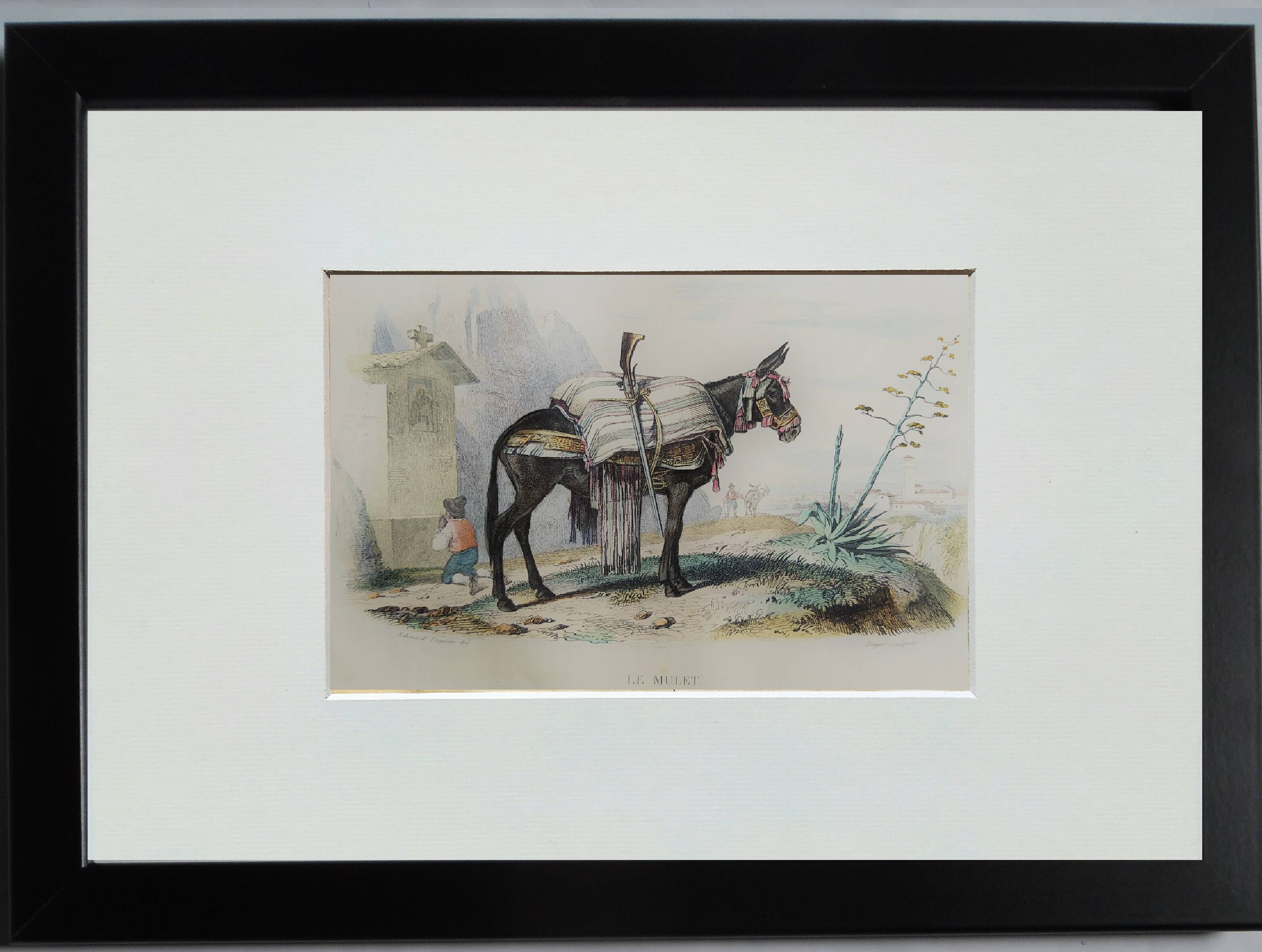 Original zoological illustration "mule" - Buffon 1840