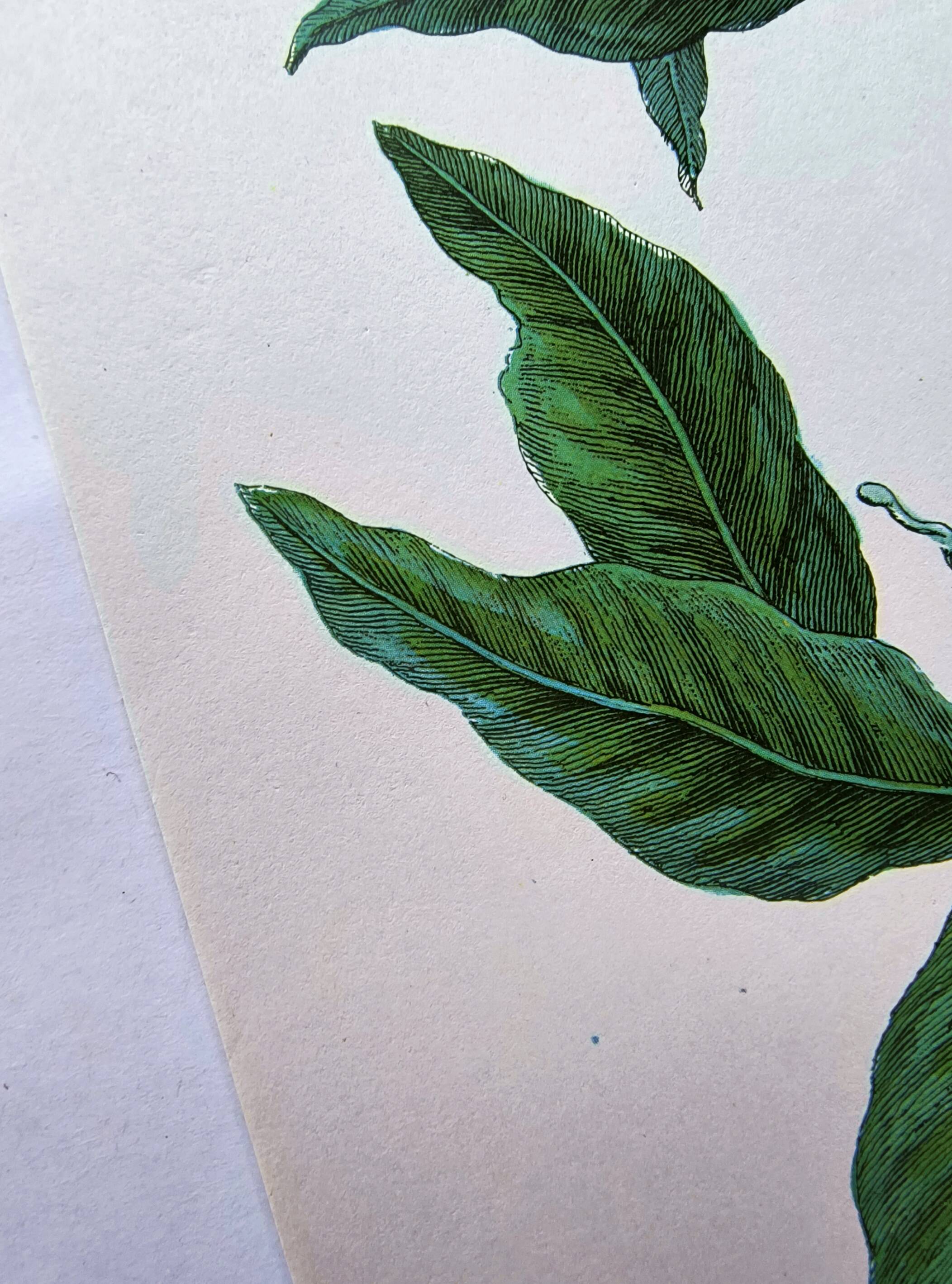 Vintage illustration Bitter orange tree and Atlas butterfly by Merian