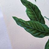 Vintage illustration Bitter orange tree and Atlas butterfly by Merian