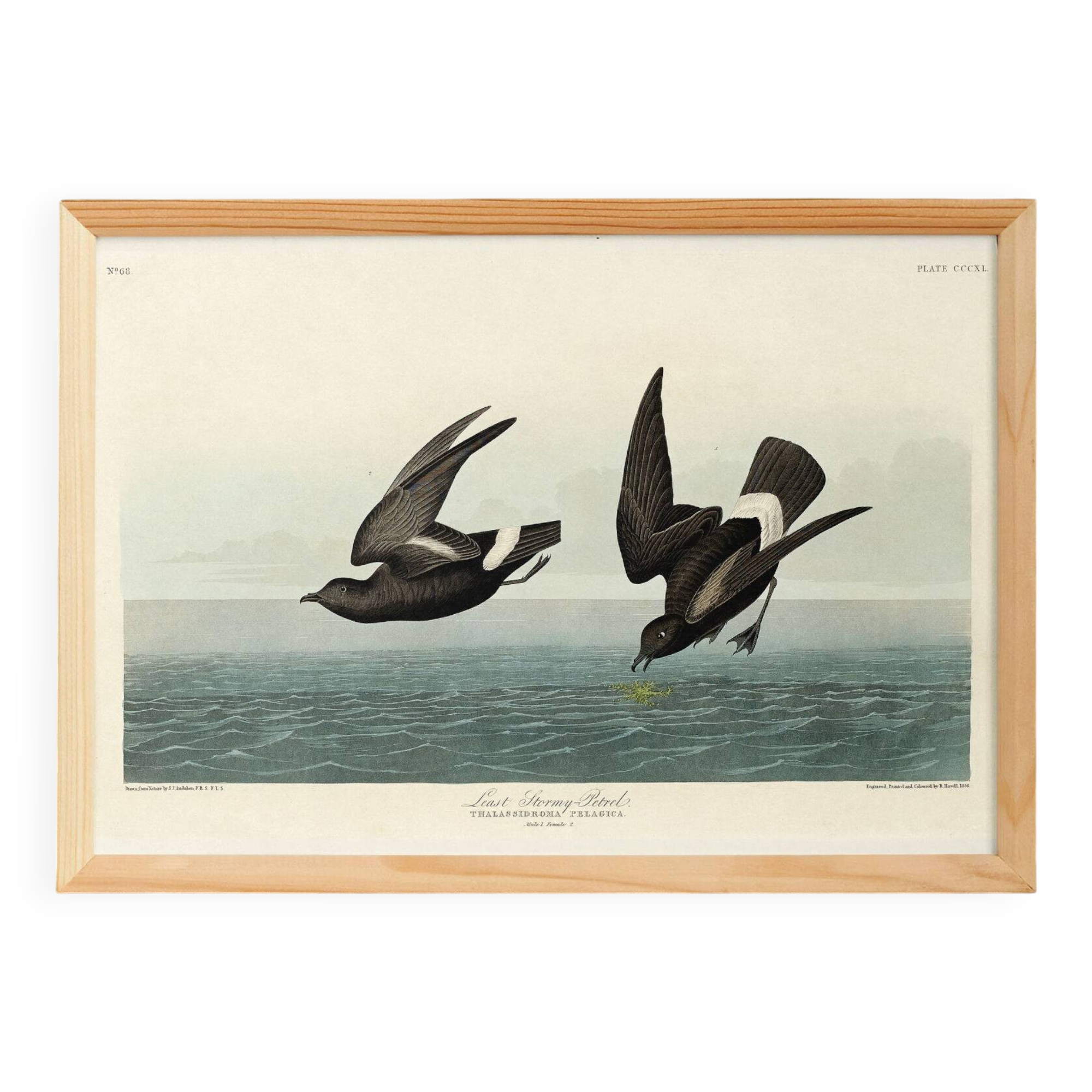 Poster about the Storm Petrel, based on an old engraving from 1827.
