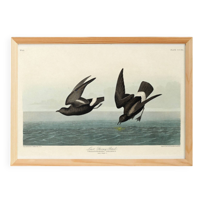 Affiche sur l’Océanite tempête, d’après une gravure ancienne de 1827.
