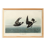 Poster about the Storm Petrel, based on an old engraving from 1827.