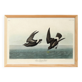 Affiche sur l’Océanite tempête, d’après une gravure ancienne de 1827.