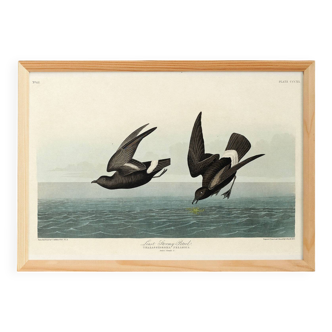 Poster about the Storm Petrel, based on an old engraving from 1827.