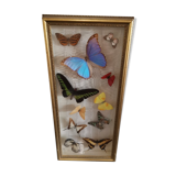 Butterfly frame