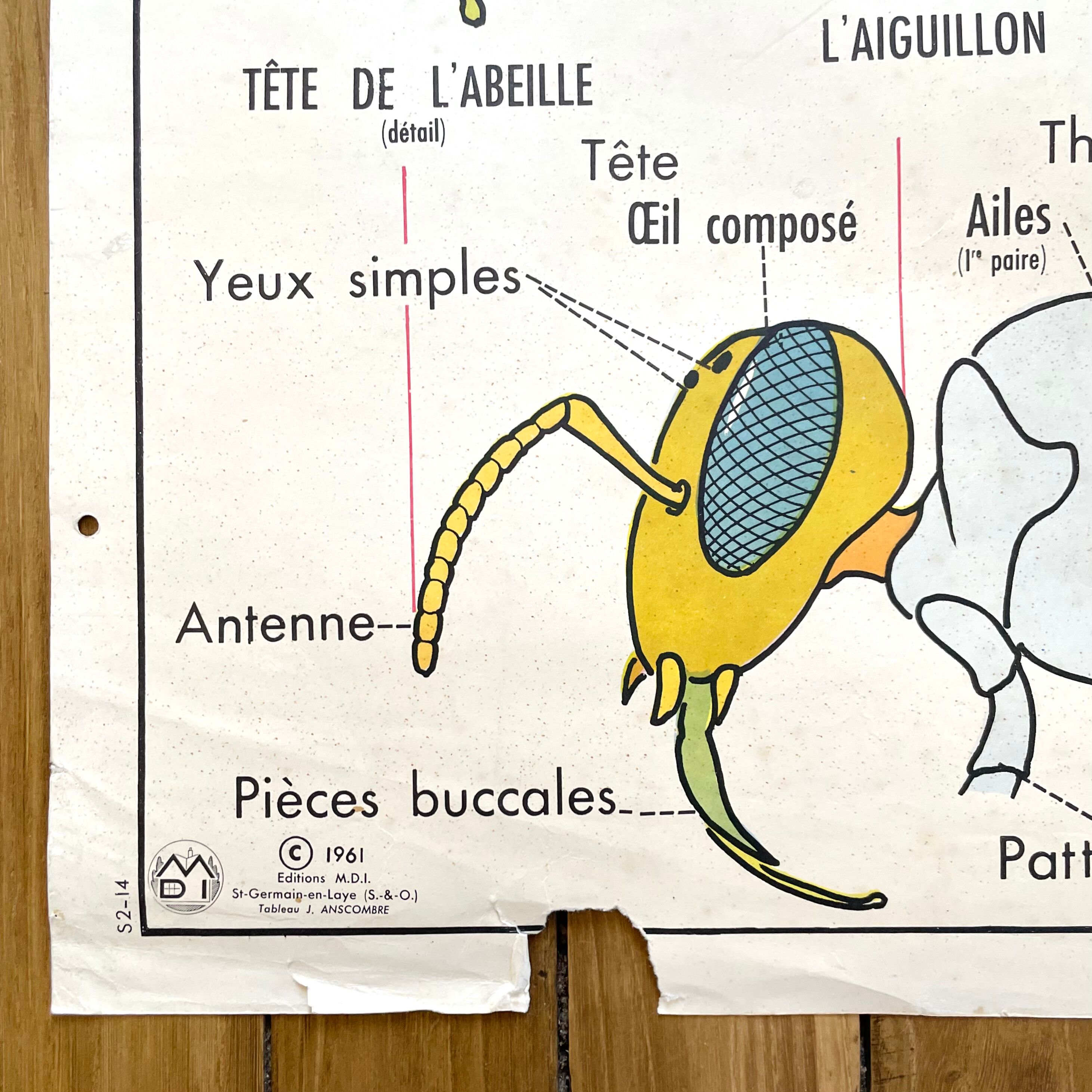 School poster the bee / The fish