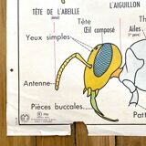 School poster the bee / The fish