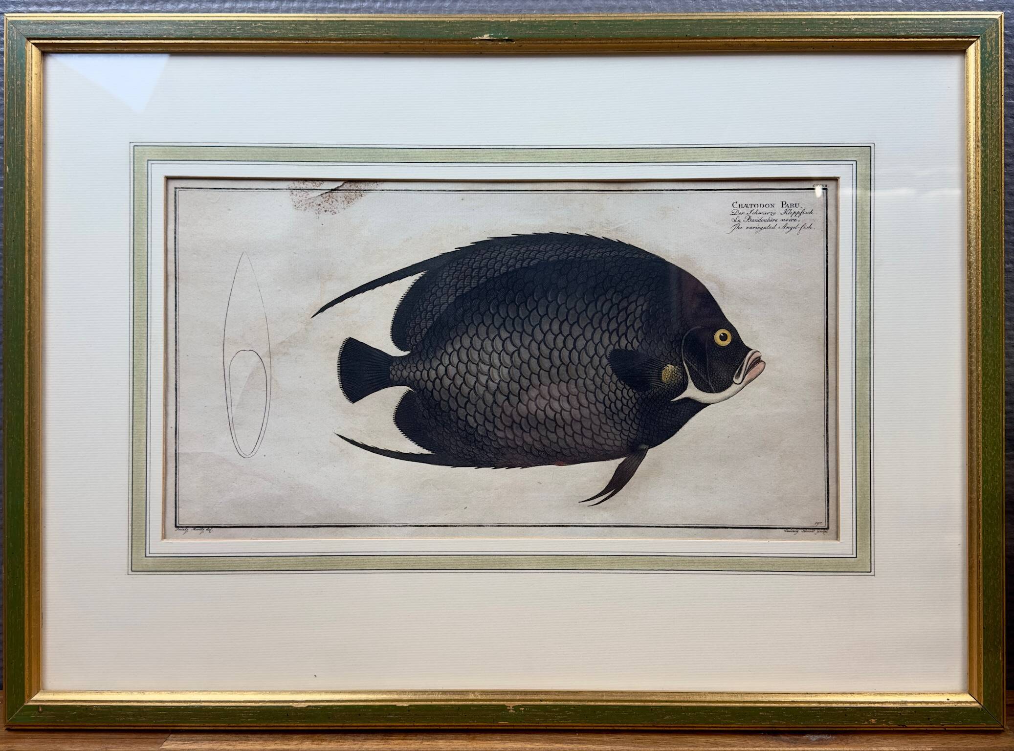 Gravure ancienne de poisson – Ludwig Schmidt (XIXᵉ siècle)