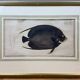 Gravure ancienne de poisson – Ludwig Schmidt (XIXᵉ siècle)