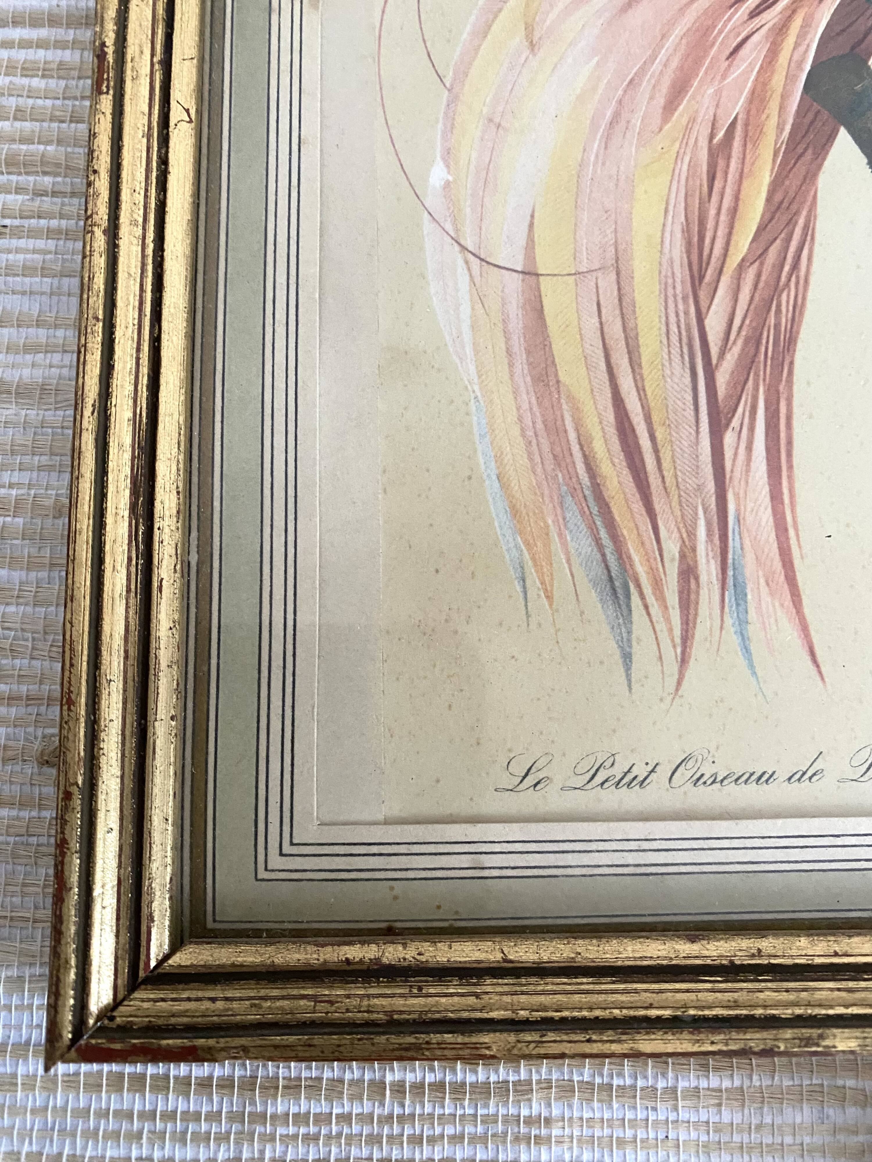 3 framed illustrations of birds of paradise