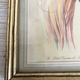 3 framed illustrations of birds of paradise