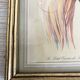 3 framed illustrations of birds of paradise
