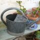 Old small zinc watering can