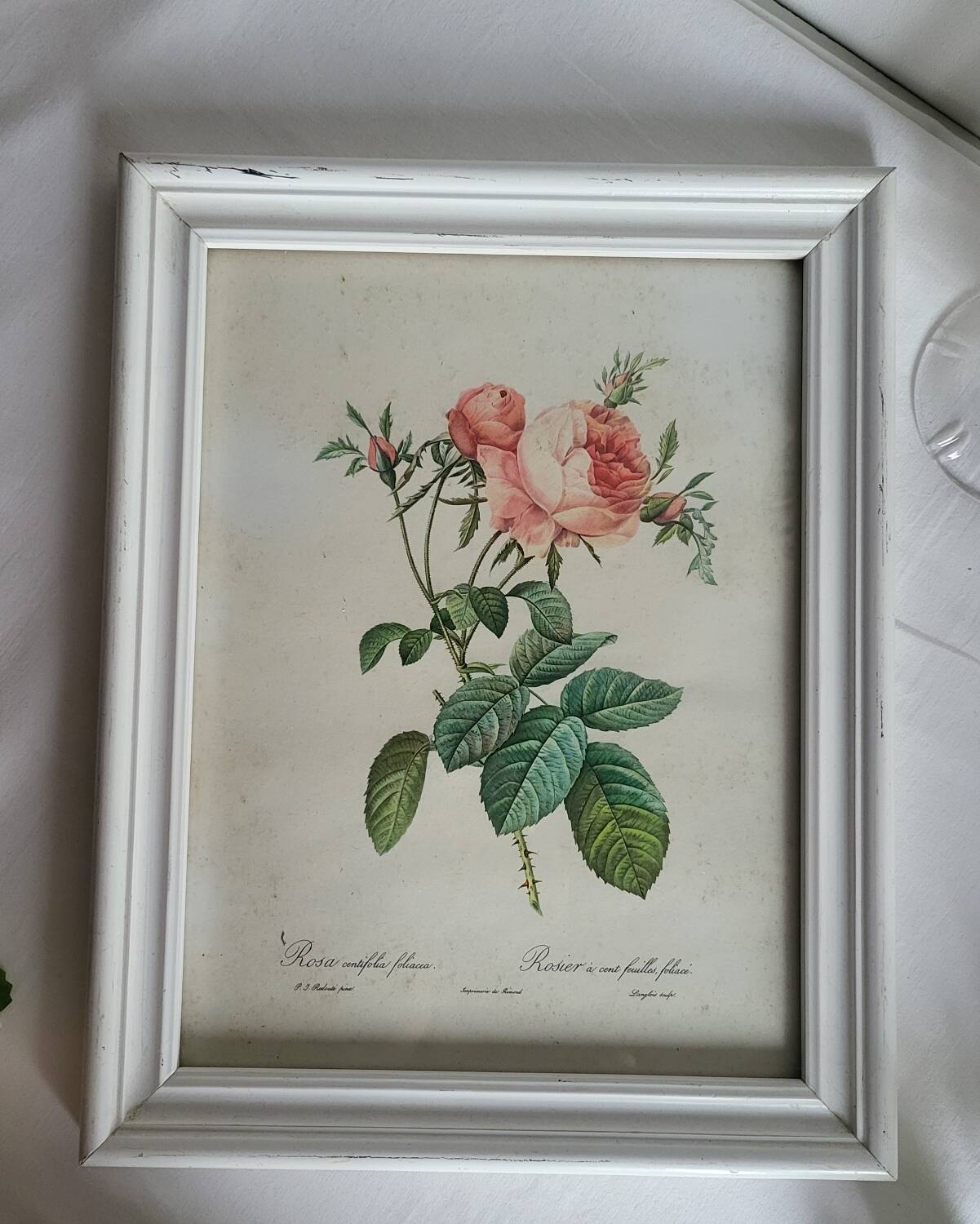 PJ Redouté - illustration botanique - Rosier à cent feuilles, Imp de R