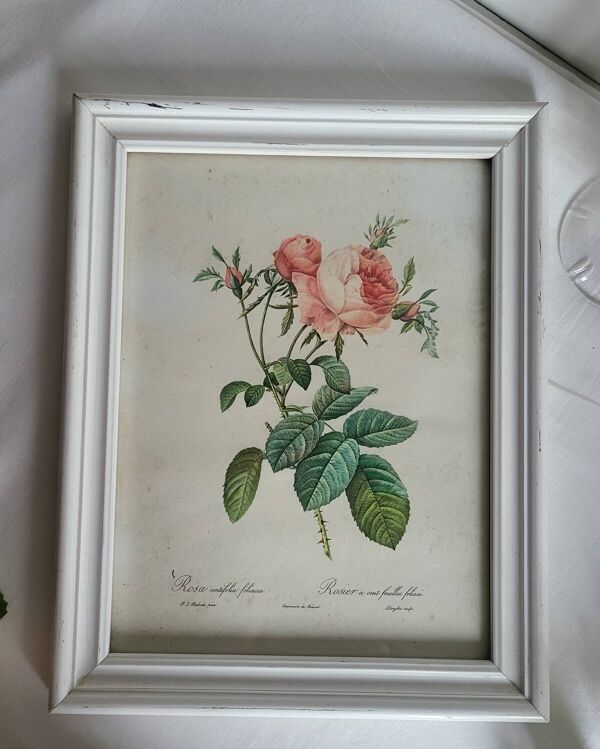PJ Redouté - illustration botanique - Rosier à cent feuilles, Imp de R