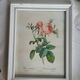 PJ Redouté - illustration botanique - Rosier à cent feuilles, Imp de R