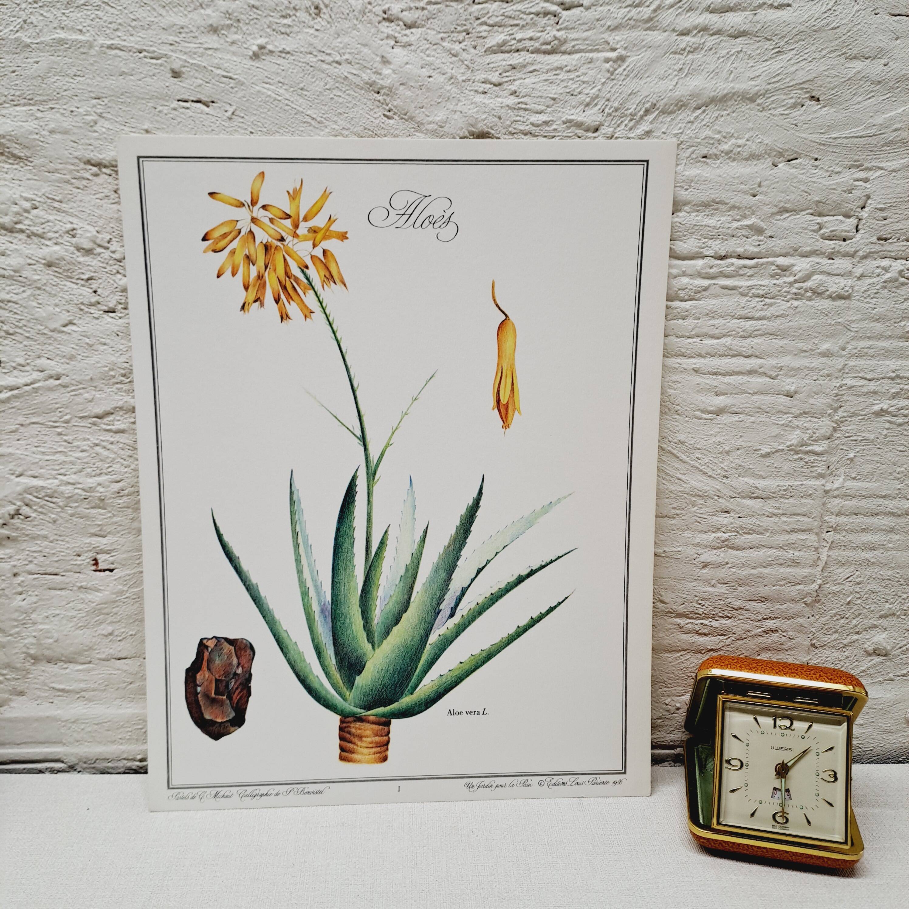 Planche botanique  Aloes