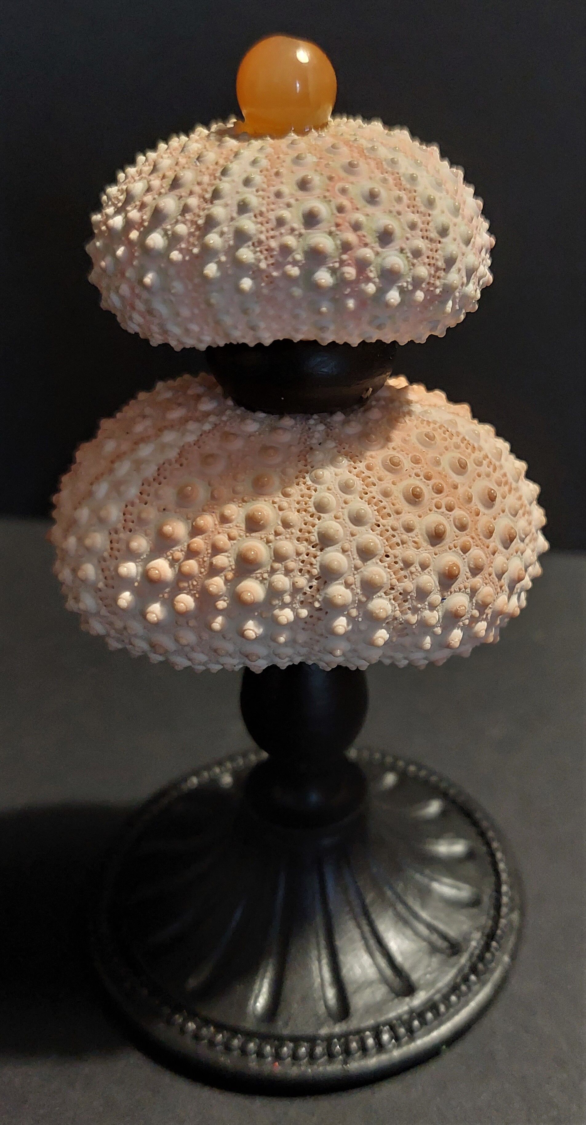 Cabinet of Curiosities sea urchins paracentrotus lividus on pedestal