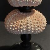 Cabinet of Curiosities sea urchins paracentrotus lividus on pedestal