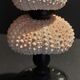 Cabinet of Curiosities sea urchins paracentrotus lividus on pedestal