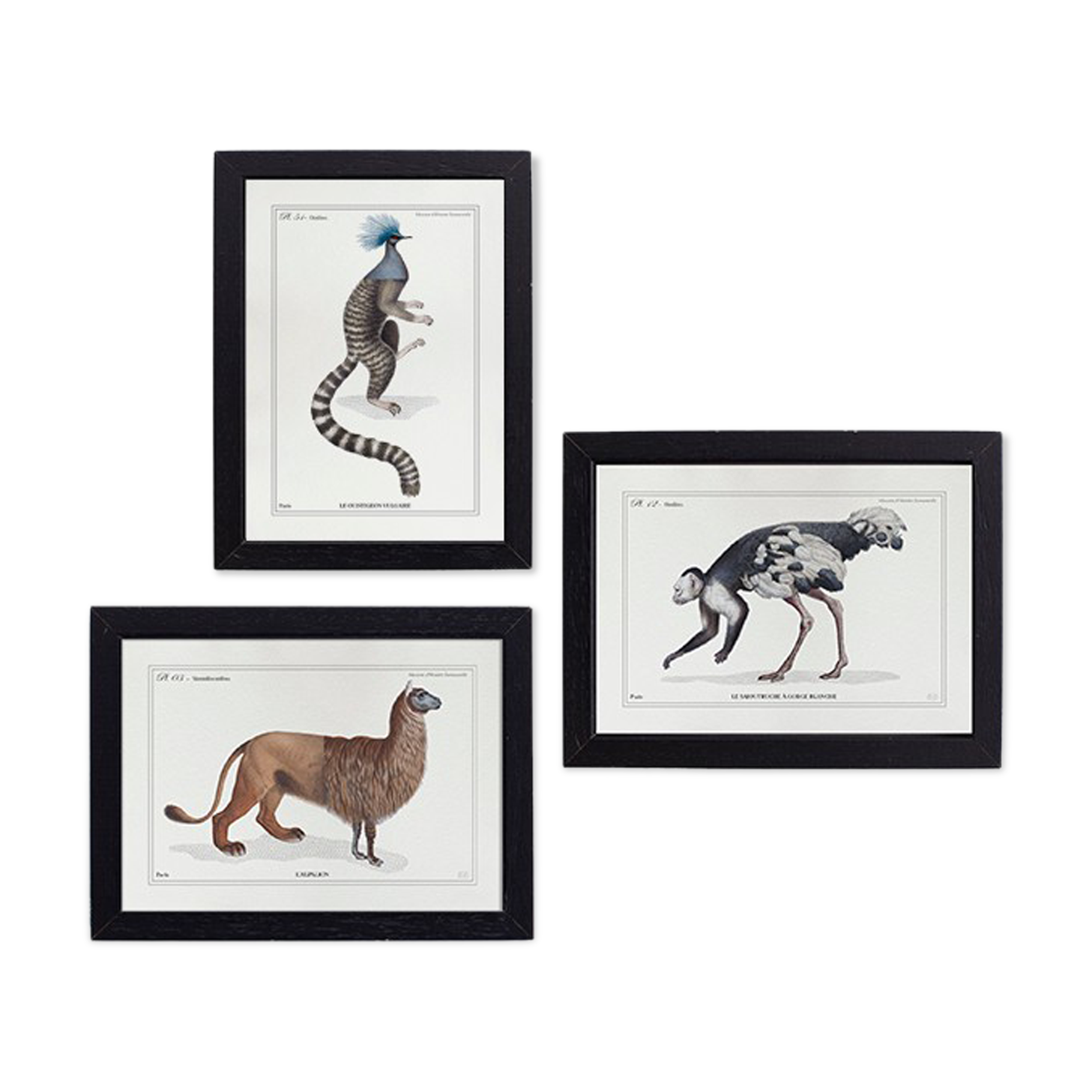 Set of 3 chimeras lithograph animal engraving
