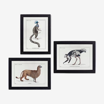 Set of 3 chimeras lithograph animal engraving