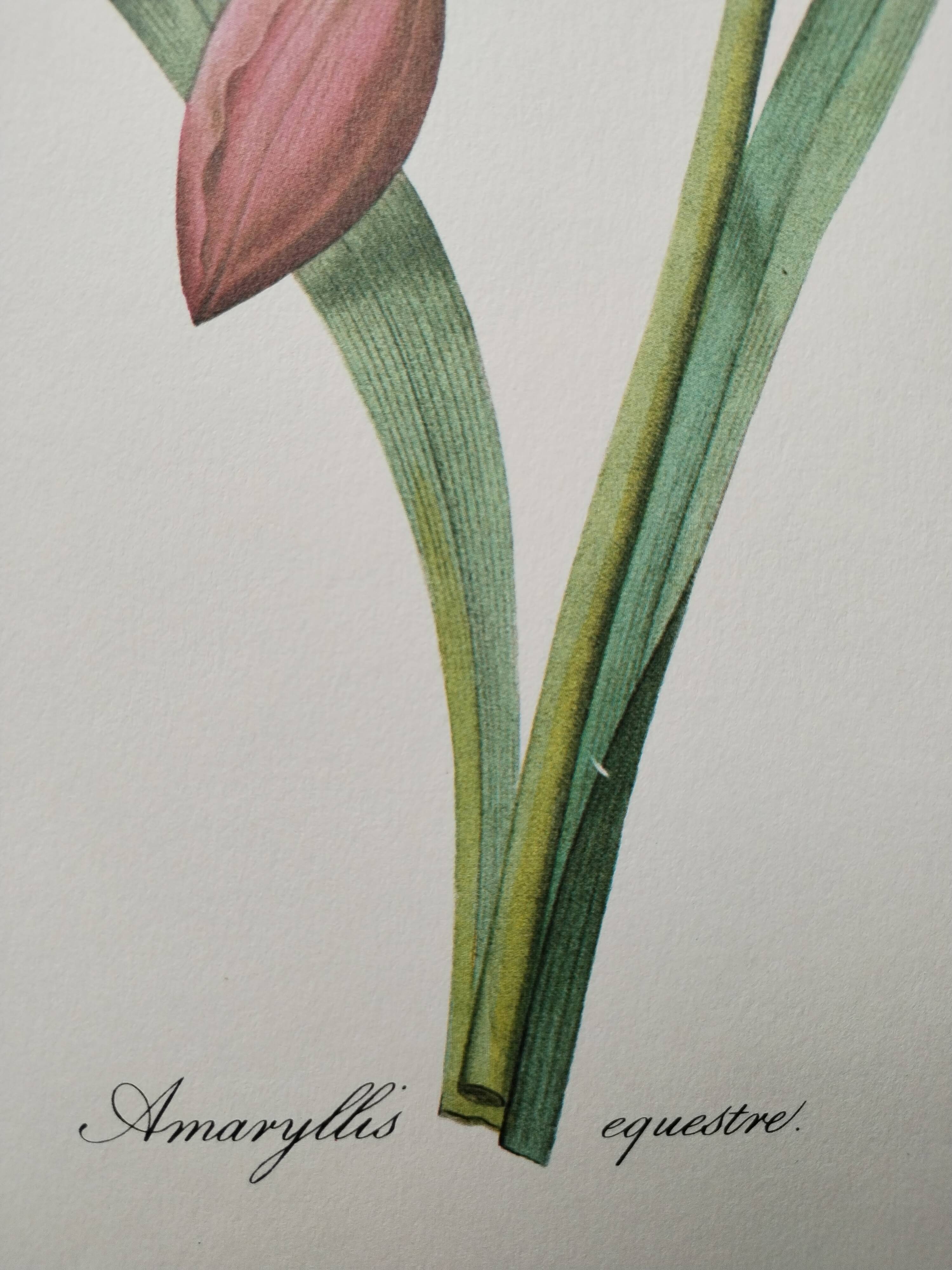 Original illustrated plate Equestrian Amaryllis