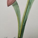 Original illustrated plate Equestrian Amaryllis