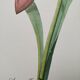 Planche illustrée originale Amaryllis équestre