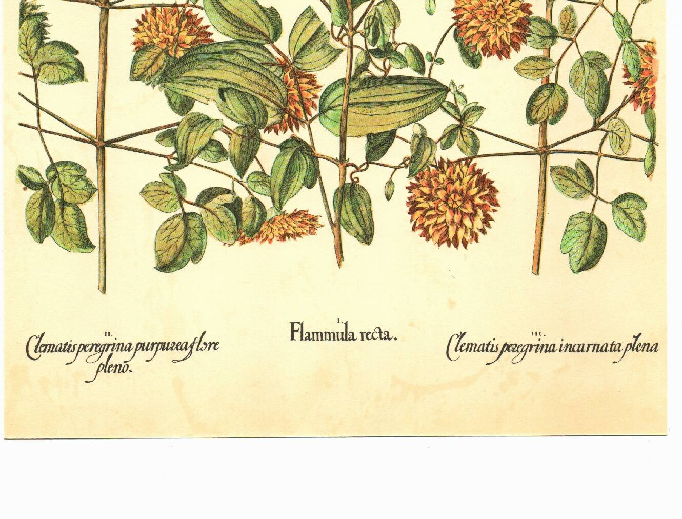 Old illustration 1959 - Clematis - vintage botanical plate
