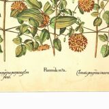 Old illustration 1959 - Clematis - vintage botanical plate