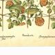 Old illustration 1959 - Clematis - vintage botanical plate