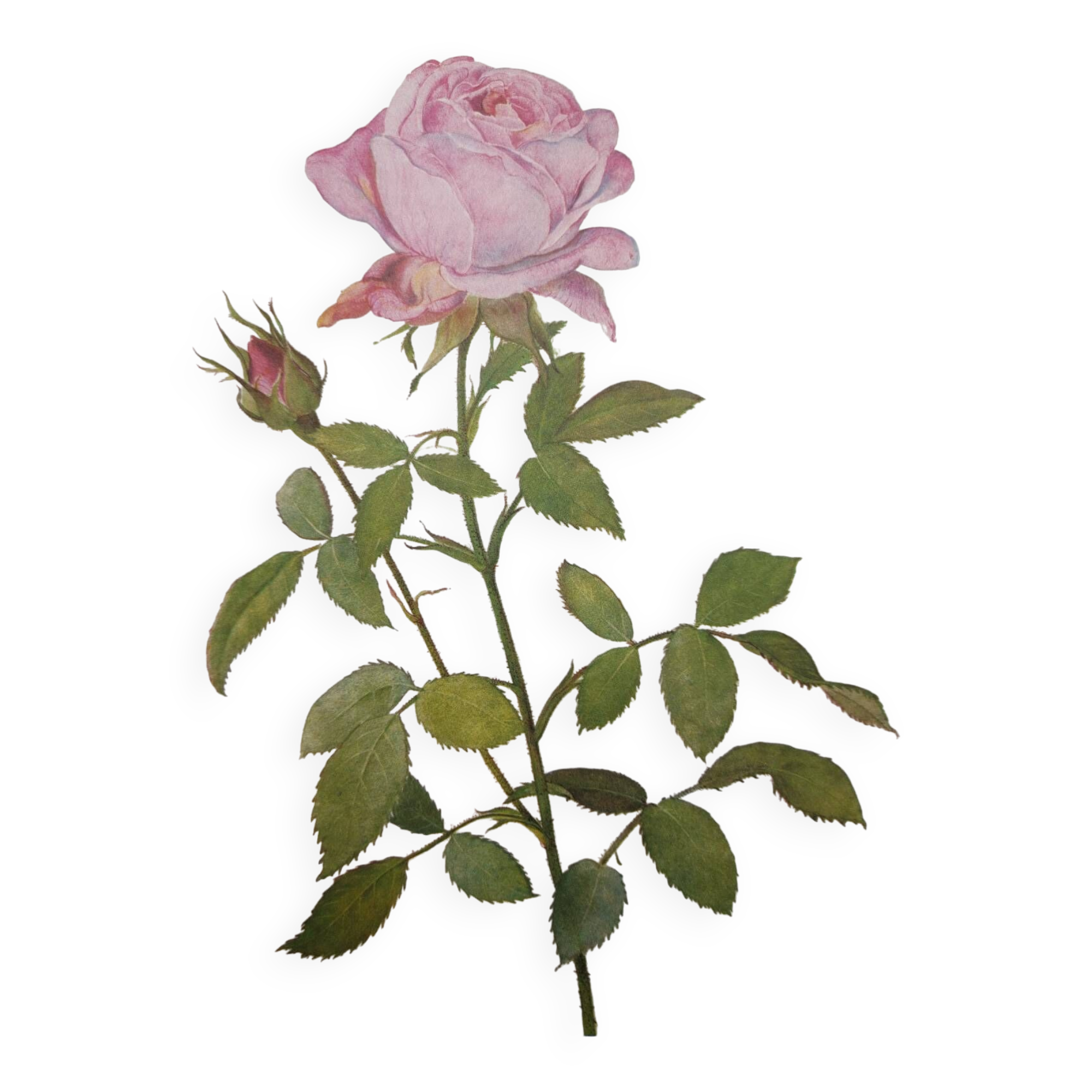 Botanical plate from 1968 Botanical illustration of rose - - Vintage illustration of flower and rose